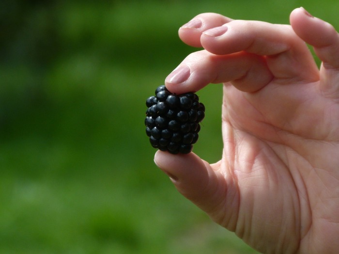 blackberry-412571_1920